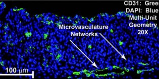 Organovo creates first 3D bio-printed human liver Organovo creates first 3D bio-printed human liver