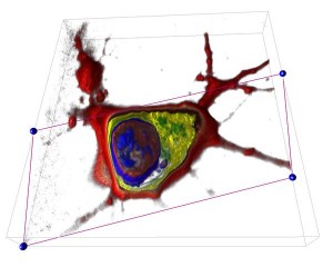 Cell captured through 3D holographic photography