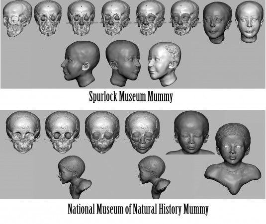 The sequence of steps used to reconstruct the faces of the National Museum of Natural History and Spurlock Museum mummies. (Source: Joe Mullins)