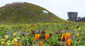 If inspiration were needed for green roof designs, the roof of the California Academy of Sciences is a fine place to start.   