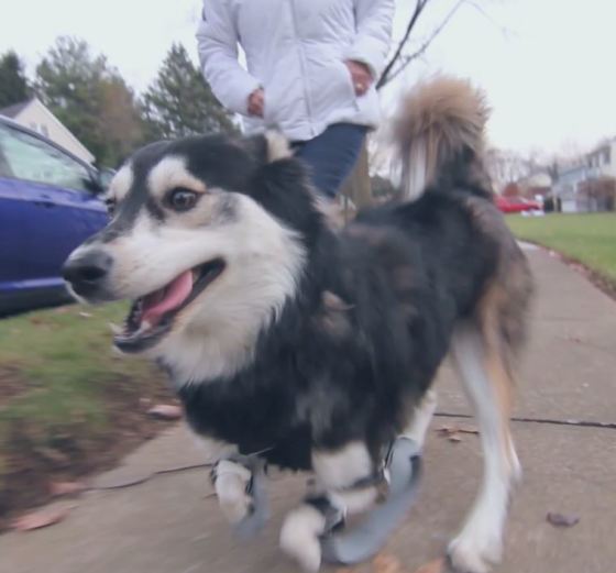 Derby now runs 2 to 3 miles daily with his new owners. (Source: 3D Systems)