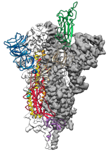 spike-protein-structure (1)